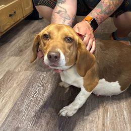 Jenny - Beagle