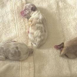 Morkies from Morkies of Milton