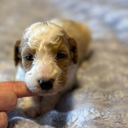 Cheyenne - Parti female Goldendoodle puppy in Jacksonville, Florida from Dandelion Doodles