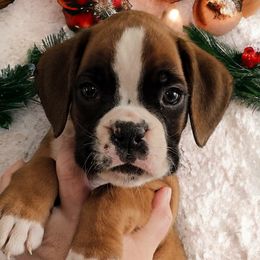 Boy 1 (Archery) - Fawn Boxer puppy in Lafayette, Tennessee from Silver Rain