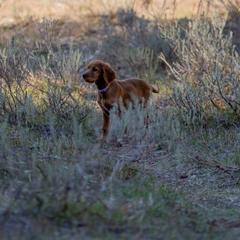Irish Setter Puppies from Spring Creek Irish Setters