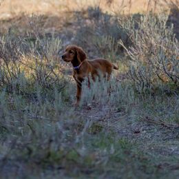 Irish Setter Puppies from Spring Creek Irish Setters
