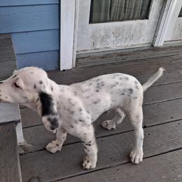 Steady Eddy - Blue belton and tan (tri-color) male Llewellin Setter puppy in Eastpoint, Florida from Stoneforged Setters