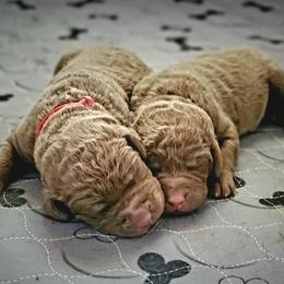 Chesapeake Bay Retriever Puppies from Shore Acres Chesapeakes