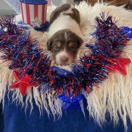 Dachshund Puppies from Shiloh Ridge Dachshunds
