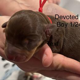 Red Collar - Chocolate and tan male Dachshund puppy in Belfair, Washington from Devoted Doxies, Lorraine’s Yorkies
