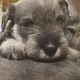 Miniature Schnauzers from Kathy's Mini Schnazuers