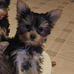 Chanel teacup Reduced PUREBRED CKC - Black and tan female Morkie puppy in West Enfield, Maine from GRIFFEY'S SPA AND KENNEL