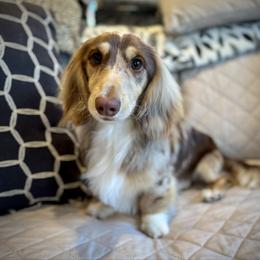 Benny - Dachshund