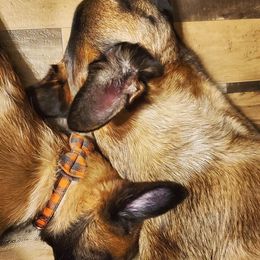 Belgian Malinois from Blanco Belgian Malinois