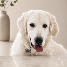 Kaity - Golden Retriever