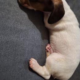 Lisa - Piebald female Dachshund puppy in Liberty, North Carolina from Heavenly Doxies