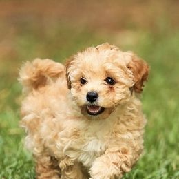 Poodle Puppies from Emerald Mini Poodles