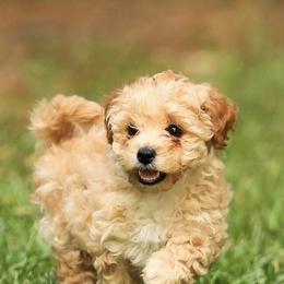 Poodle Puppies from Emerald Mini Poodles