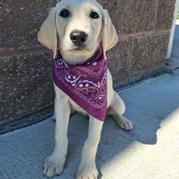 Girl 1 - Yellow female Labrador Retriever puppy in Potosi, Wisconsin from Point and Flush Gun Dogs