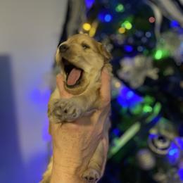 Odie - Apricot male Aussiedoodle puppy in Columbia, Kentucky from Burton's Precious Doodles