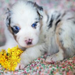 Australian Shepherd puppies from Tiz Ranch