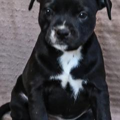 Staffordshire Bull Terriers from Hardknox Staffords
