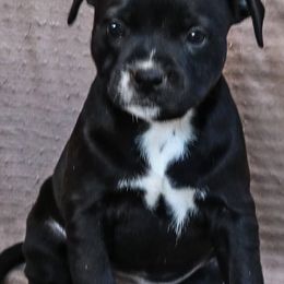 Staffordshire Bull Terriers from Hardknox Staffords
