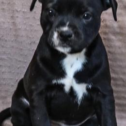 Staffordshire Bull Terriers from Hardknox Staffords