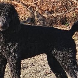 Poodles from Tommy Jones