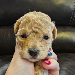 Honey-Bell - Apricot female Poodle puppy in Mapleton, Utah from Caboodles Of Poodles