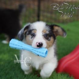 Cotton (Blue Merle Male) - Blue merle and white male American Corgi puppy in Straughn, Alabama from Magnolia Creek Corgis