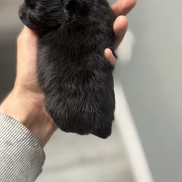 Darth Vader - Black male Pomeranian puppy in Loma Linda, California from Goulden_Pups