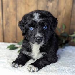 Yellow collar - Black tri-color male Australian Shepherd puppy in Coulee City, Washington from Mr and Mrs Doodle Farm
