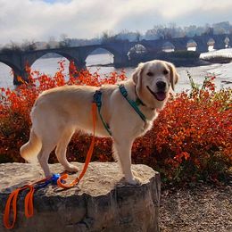Zoey - Golden Retriever