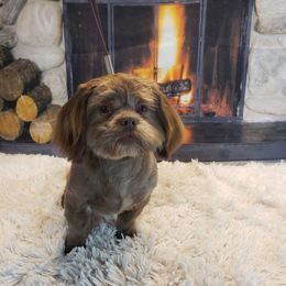 Shih Tzu All Grown Up from Shihtzu_NC