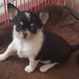 Sally - Black and white female Chihuahua puppy in Lake George, New York from Moonhill Chihuahuas