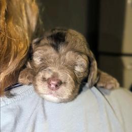 Ron - Merle male Sheepadoodle puppy in Austin, Texas from Darling Doodles