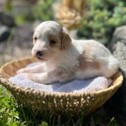 Little James - Parti male Goldendoodle puppy in Urbana, Illinois from ZaraDoodles
