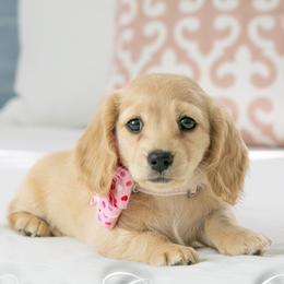 Linen - Cream female Dachshund puppy in Laurel, Maryland from Dainty Cream Doxies