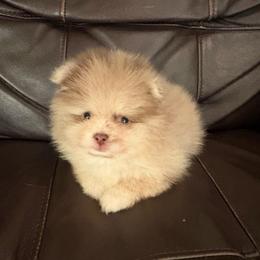 Gizmo - Chocolate merle male Pomeranian puppy in Texas from Tiny Tornado Poms