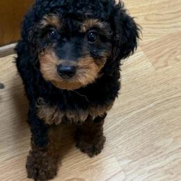 Brutis - Phantom male Goldendoodle puppy in Centralia, Missouri from Oodles Of Doodles Mo.