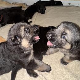 German Shepherd Puppies from Patmar German Shepherds