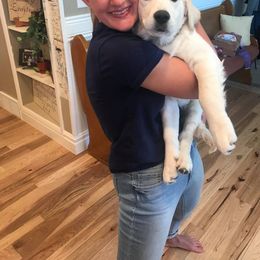 Golden Retriever Puppies from Fiddle In Gold Retrievers