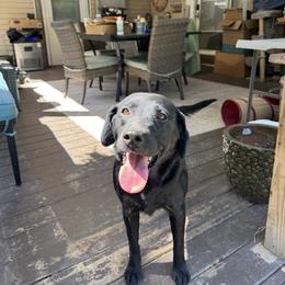 Molly - Black female Labrador Retriever puppy in Portland, Tennessee from Whiskey Ridge Retrievers