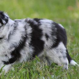 Merle boy 1 - Blue merle male Border Collie puppy in Tylertown, Mississippi from Cool Meadow Farms