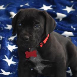 American Corgis, Cane Corso, Pembroke Welsh Corgis, and Rhodesian Ridgebacks from Diamondcrest Farms Inc