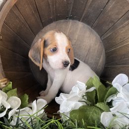 Isla - Black white and tan female Beagle puppy in Katy, Texas from Houston’s Howlin’ Hounds