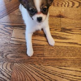 Papillon Puppies from Rene's Papillon