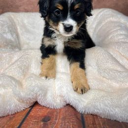 Bernedoodle Puppies from Bernedoodle Bunch