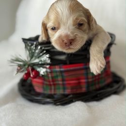 Prancer - Buff and white male Cockapoo puppy in Bronson, Florida from Tabler Family Puppies
