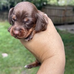 Flora - Chocolate and tan female Dachshund puppy in Lakeland, Florida from Elite Doxies Florida