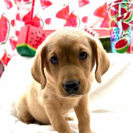 Red - Yellow male Labrador Retriever puppy in Heath Springs, South Carolina from Rich Hill Retrievers
