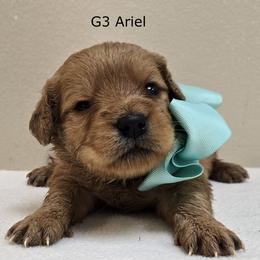 Girl 3 - Cream female Goldendoodle puppy in Milford, Michigan from Servant Kennel