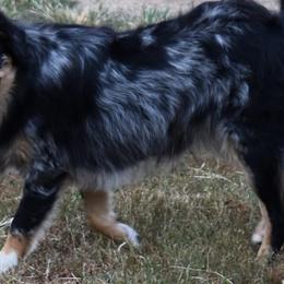 LYRA - Blue merle female Australian Shepherd puppy in Nowata, Oklahoma from 4Feathers